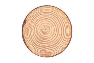 Wooden texture, Cross section of larch tree trunk showing growth rings isolated on white...