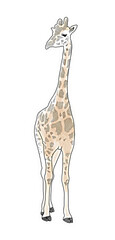 Obraz premium Giraffe in watercolor illustration