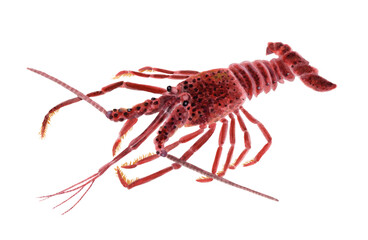 イセエビ　手描き水彩画