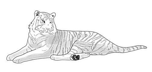 White tiger illustration