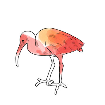 recommend clip art: Red ibis watercolor illustration