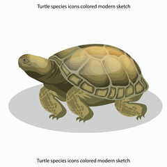 Turtle species icons colored modern sketch