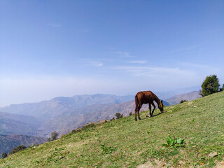 Fototapeta na wymiar A grazing horse on the meadows of upper Himalayan region. Uttarakhand India