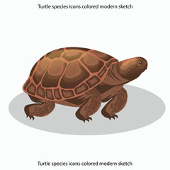 Turtle species icons colored modern sketch