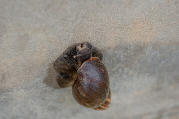 A big snail is climbing the wall.