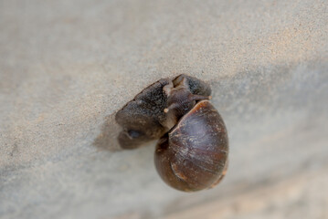 A big snail is climbing the wall.