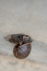 A big snail is climbing the wall.
