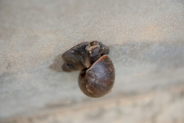 A big snail is climbing the wall.