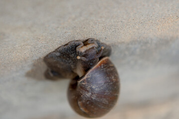 A big snail is climbing the wall.