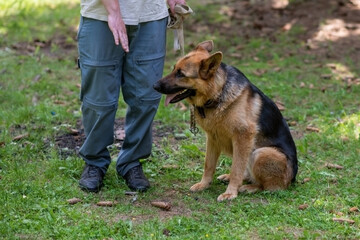 Service shepherd on a walk in the forest with the owner