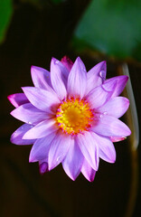 Water lily. Also known as blue water lily,blue lotus.National flower of Sri lanka