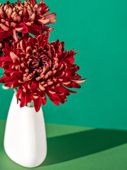 Contrast image of elegant chrysanthemums in simple vase against deep green wall. Autumn seasonal background with bright sunlight and hard shadows. Florist occupation. Minimalist floral still life.