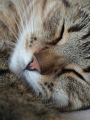 Closeup portrait of sleeping cat, love animals collection