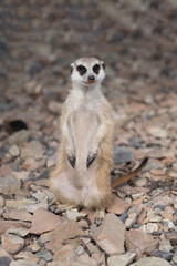 Fototapeta premium Meerkat on the rocks