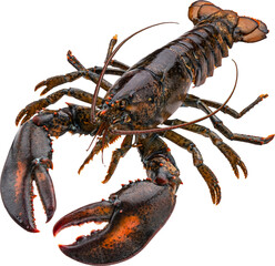 Fresh raw lobster isolated