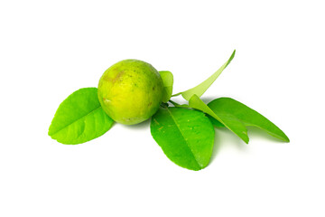 close up of fresh green lime with lime leaf isolated on white background