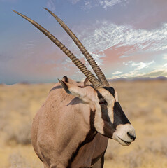Close up of a Gemsbok Oryx Head and Horns against a pale blue clear sky