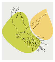 Hand Drawn Macaw Bird Minimal Style Line Art