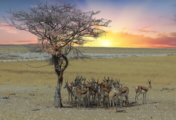 Fototapeta na wymiar Herd of Springbok (Antidorcas marsupialis) sheltering under a tree with a sunset background