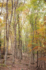 兵庫県・晩秋の宍粟市千種町の山すそから