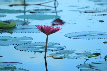 Pink water lily and green leaf