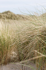 Dry grass on a beige background