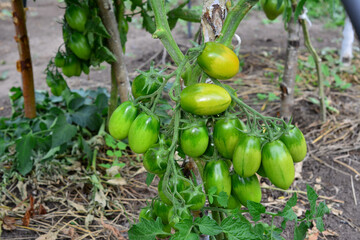 green oval tomatoes on green stem on garden bed isolated, close-up