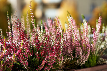 Obraz premium Blooming heather or Calluna vulgaris plant on the balcony in autumn