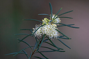 White flower - Phebalium squamulosum ssp. squamulosum