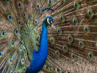 Fototapeta na wymiar Peacock displaying in the Caribbean 