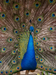 Obraz premium Peacock displaying in the Caribbean 