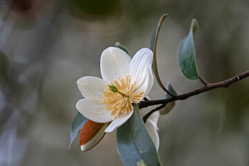 Obraz premium white magnolia in the rain