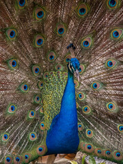 Obraz premium Views around the Caribbean Island of Curacao 