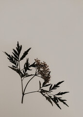 Dried pressed flower and leaves elderberry Black lace on a beige background. Poster idea for...