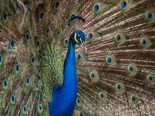 Naklejka premium Views around the Caribbean Island of Curacao 