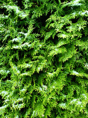 Little snow on green bush