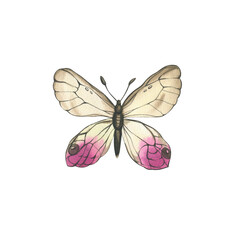 Butterflies. watercolor illustration of multicolored butterflies. insects for invitation and postcard design