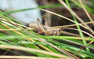 Heuschrecke Tierfotografie auf Menorca, Balearen 