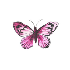 Butterflies. watercolor illustration of multicolored butterflies. insects for invitation and postcard design