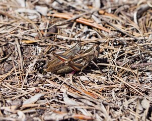 double grasshopper shot in nature in menorca, spain, illes balears 