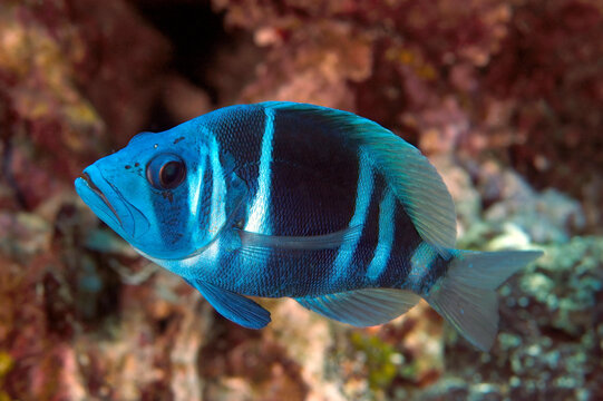Blue Indigo Hamlet Fish