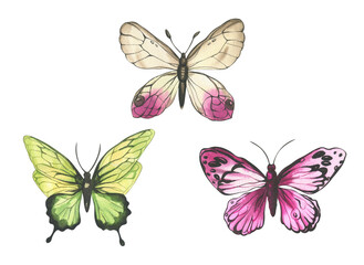 Fototapeta na wymiar Butterflies. watercolor illustration of multicolored butterflies. insects for invitation and postcard design