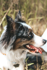 A dog of the Australian Shepherd breed with brown eyes on a walk, close-up.