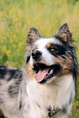 A dog of the Australian Shepherd breed with brown eyes on a walk, close-up.