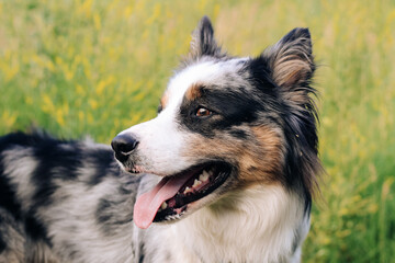 A dog of the Australian Shepherd breed with brown eyes on a walk, close-up.