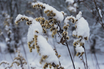 Fields in the snow