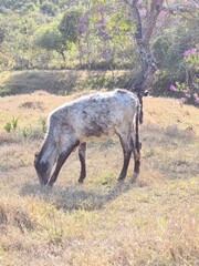 cows in the field