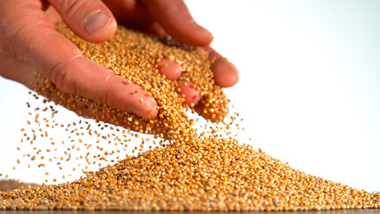 Falling of grain millet from farmers hands, close-up, macro shot