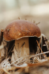 Edible mushroom with a brown cap Boletus edulis in the autumn fairy-tale forest.