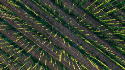 Aerial fly over hop farm during morning sunrise